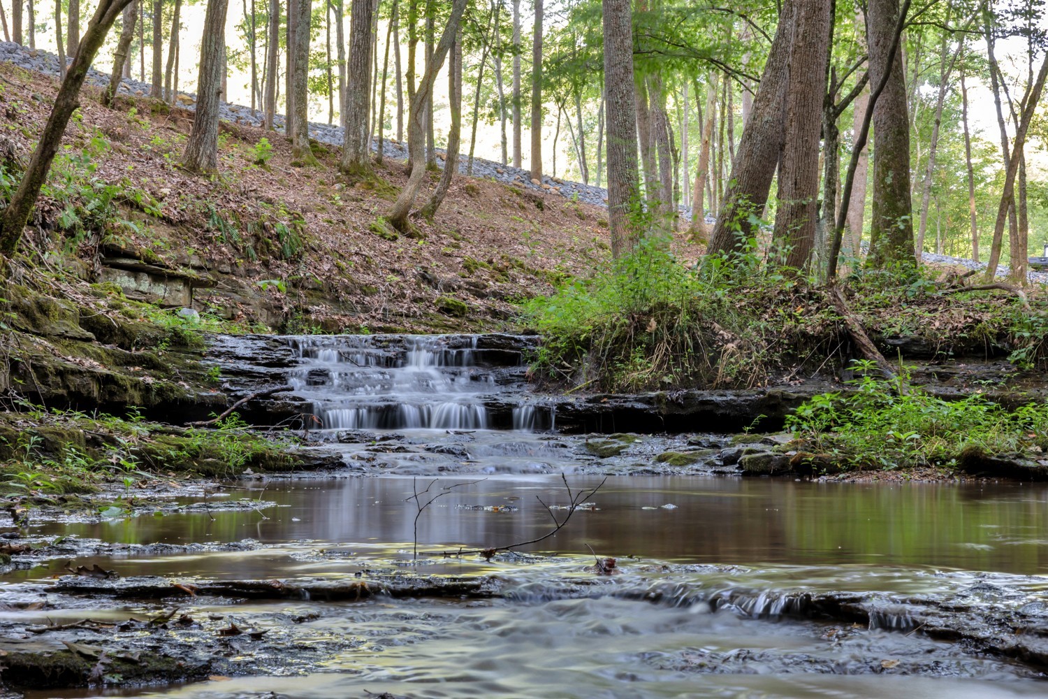 7740 Pewitt Road Franklin, TN 37064 - Photo 18 of 33 a view of a lake with a large tree