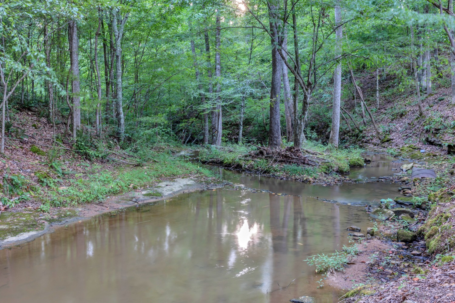 7740 Pewitt Road Franklin, TN 37064 - Photo 19 of 33 a view of a lake view with large trees