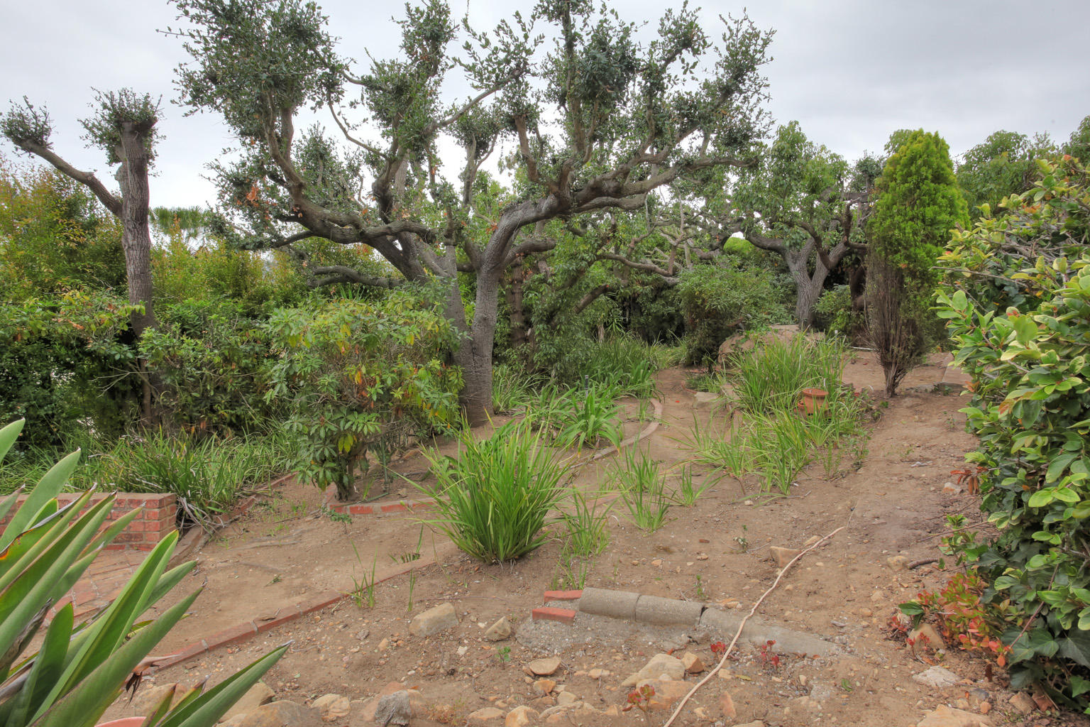 1605 Paterna Road Santa Barbara, CA 93103 - Photo 21 of 26 a view of a yard with plants and trees