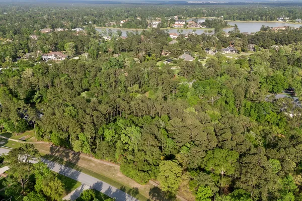 a view of a forest with a tree