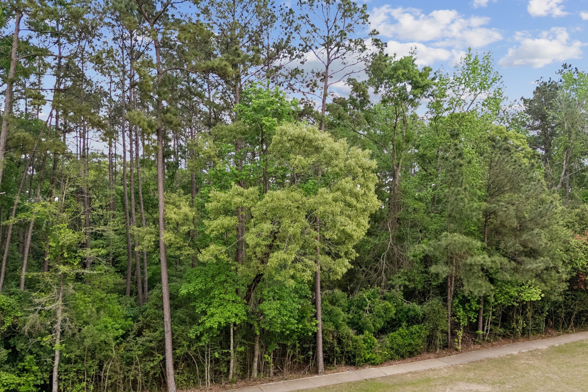 27318 Whispering Maple Way Spring, TX 77386 - Photo 14 of 16 a view of a forest with a tree