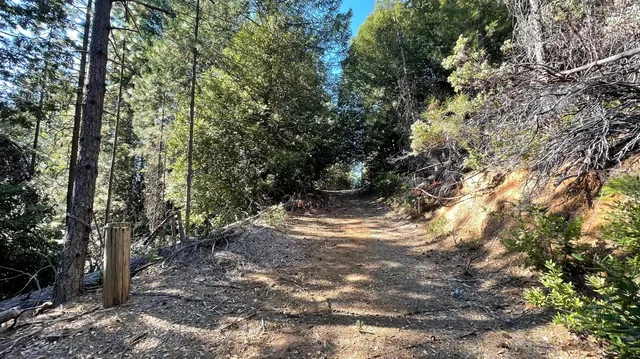 a view of a forest filled with trees