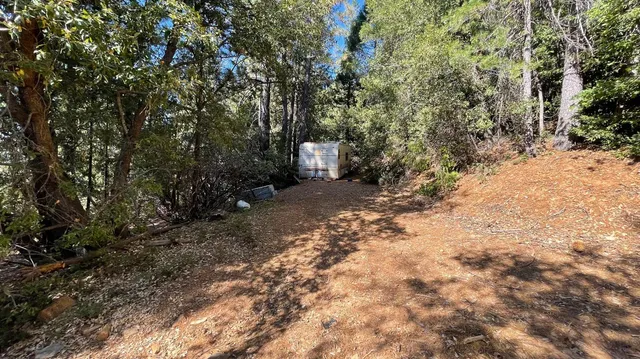a view of a trees with yard