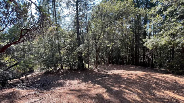 a view of a yard with plants and trees