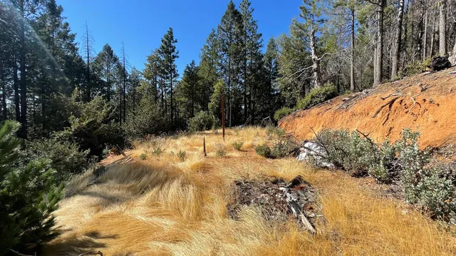 a view of a yard with some trees