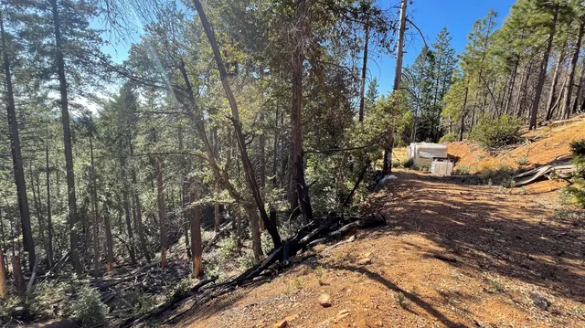 a view of a forest with trees in the background