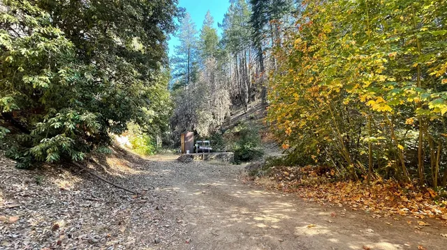a view of a forest with trees in the background