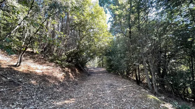 a view of a yard with plants and trees