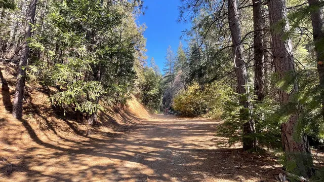 a view of a tree in a yard