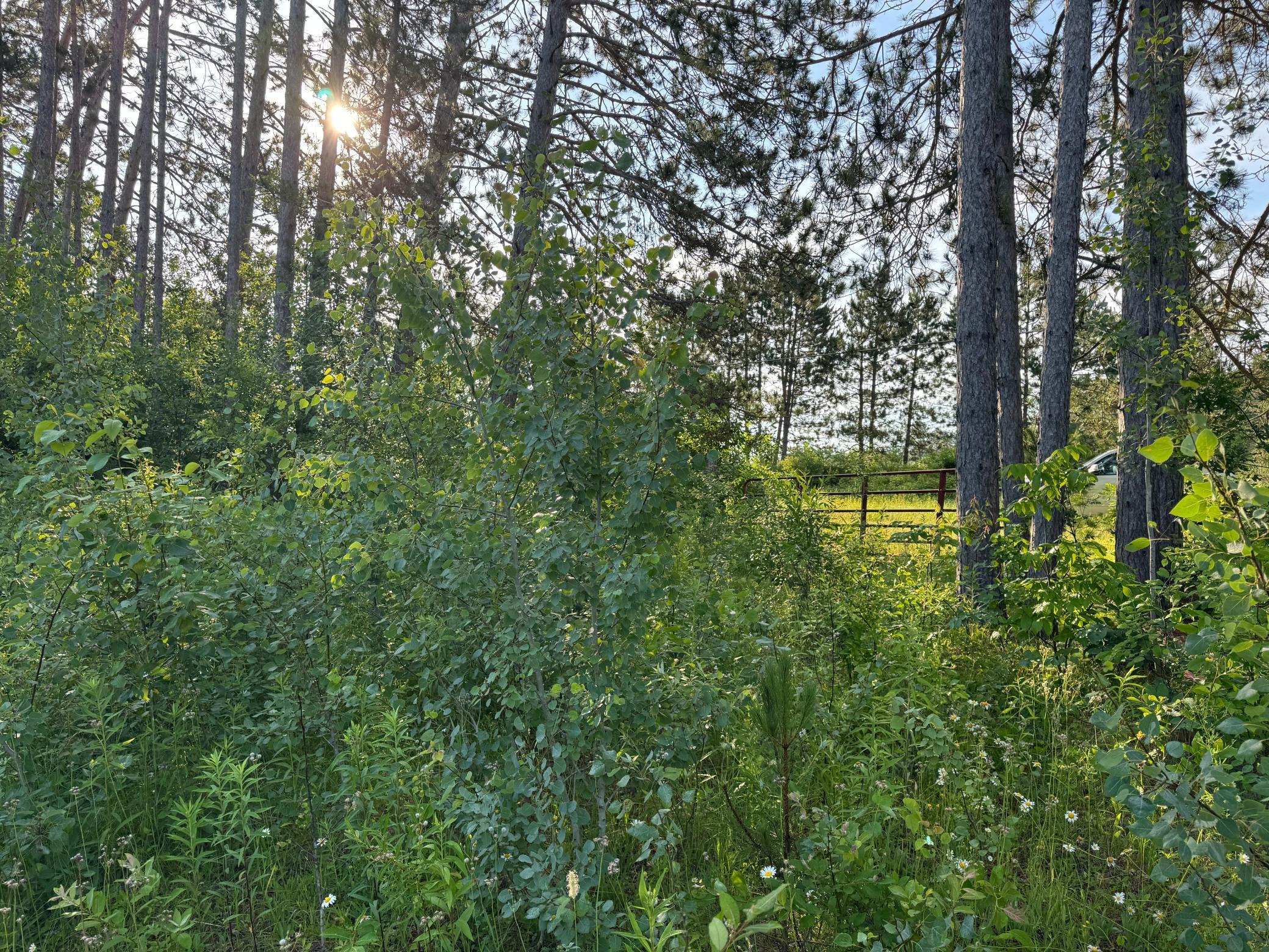 Tbd-1 North Riverside Road Moose Lake, MN 55767 - Photo 16 of 24