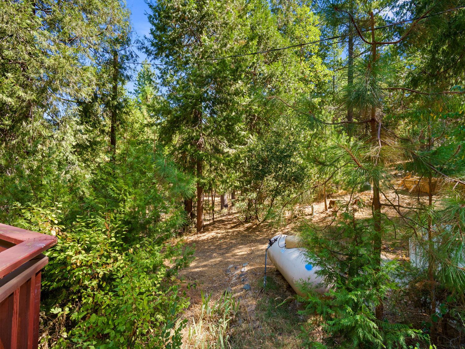 18960 Quailrun Fiddletown, CA 95629 - Photo 15 of 32 a view of a plants and trees