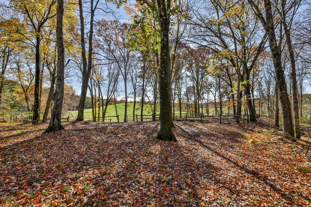 13 Haskell Lane Harvard, MA 01451 - Photo 6 of 39 a view of a tree in the middle of a forest