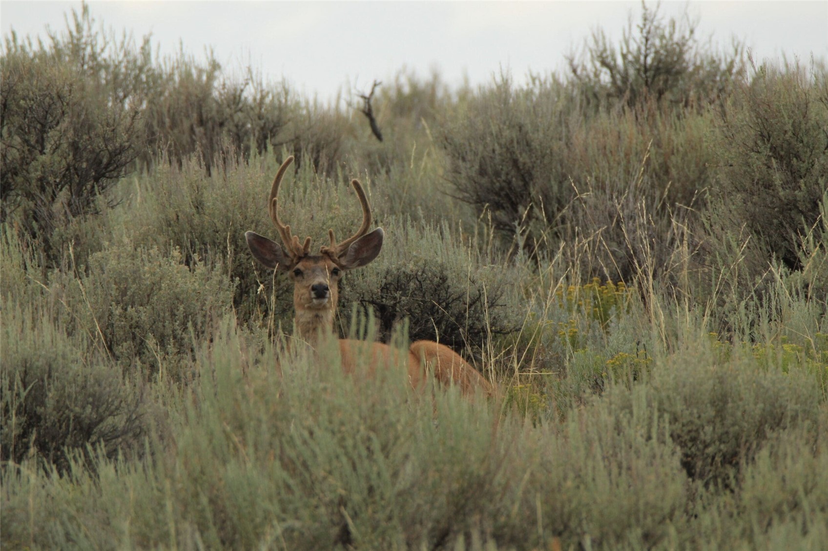 40 Highway 40 Craig, CO 81625 - Photo 11 of 23 a view of a yard
