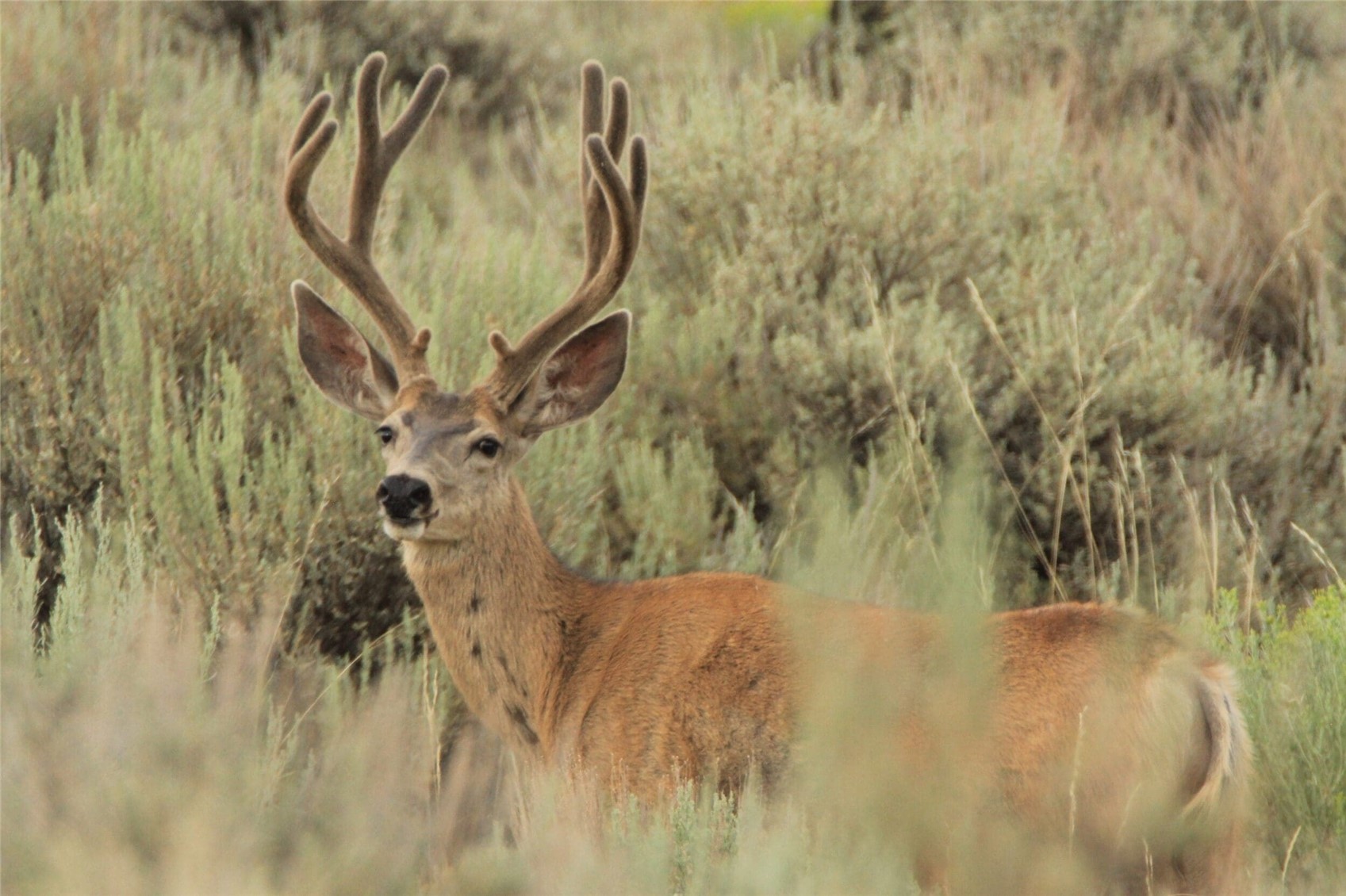 40 Highway 40 Craig, CO 81625 - Photo 5 of 23 a picture of a yard