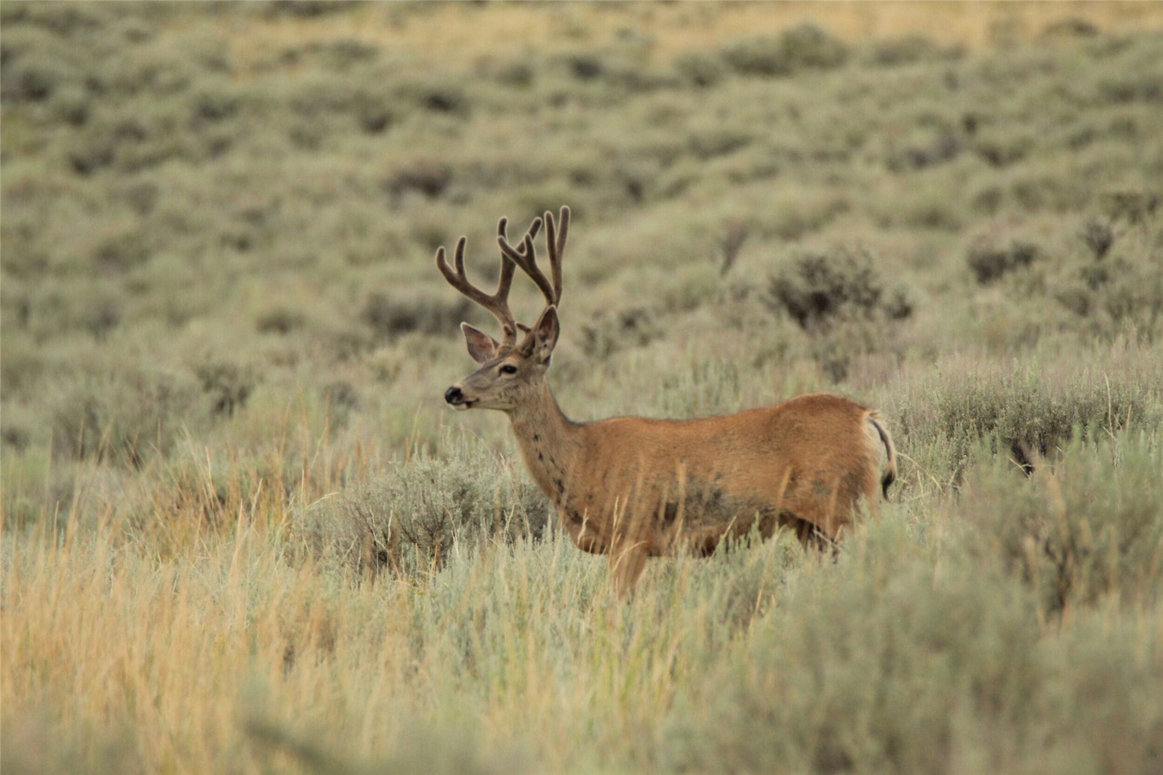 40 Highway 40 Craig, CO 81625 - Photo 7 of 23 a close up of a plant in a field