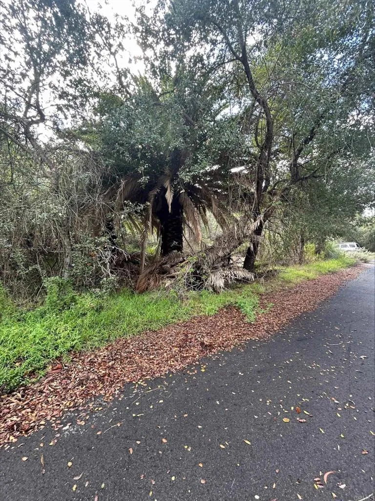 De Luz Fallbrook, CA 92028 - Photo 3 of 9 a view of a yard with plants and trees