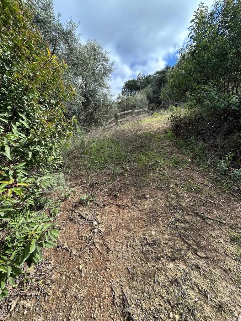 De Luz Fallbrook, CA 92028 - Photo 6 of 9 a view of a yard with a tree