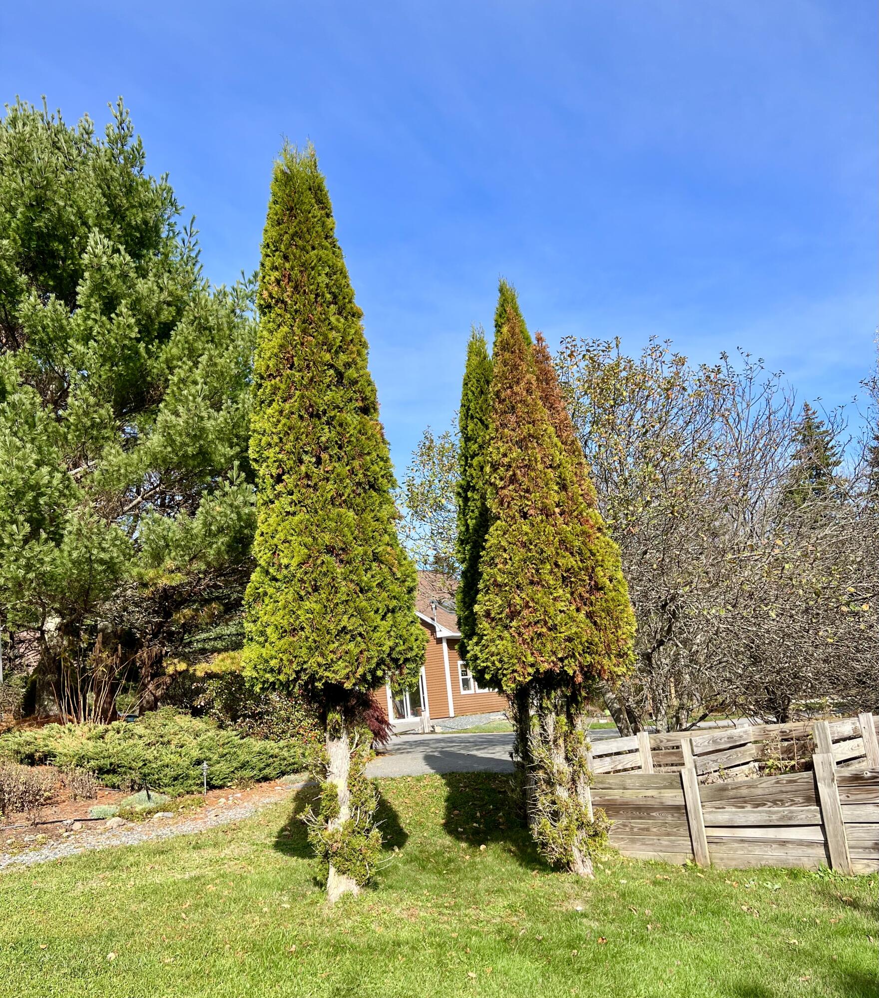 70 Burnt Hill Road Tremont, ME 04653 - Photo 59 of 69 Beautiful grounds