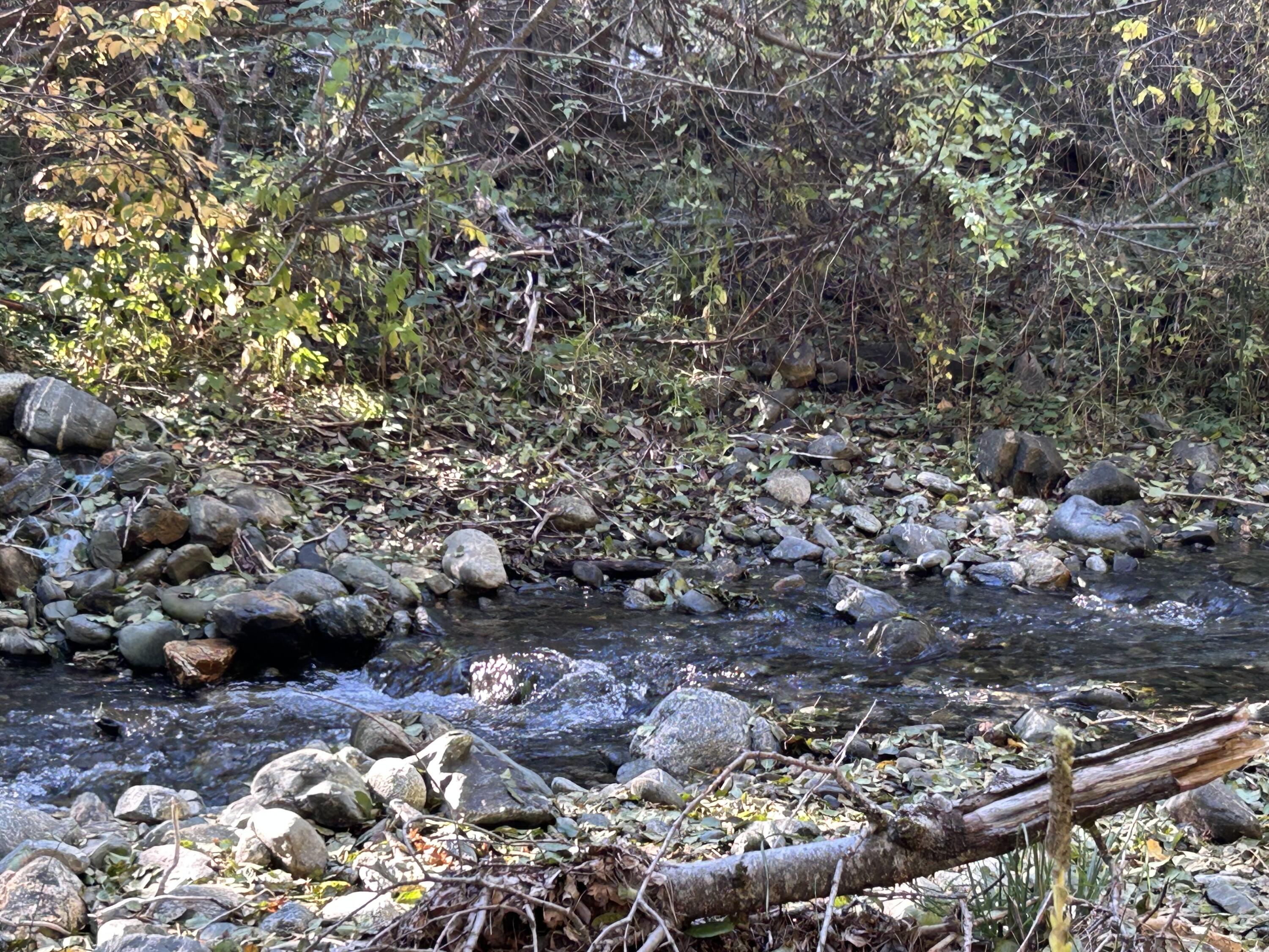 30 Bear Canyon Road Lewiston, CA 96052 - Photo 2 of 64 a view of a forest
