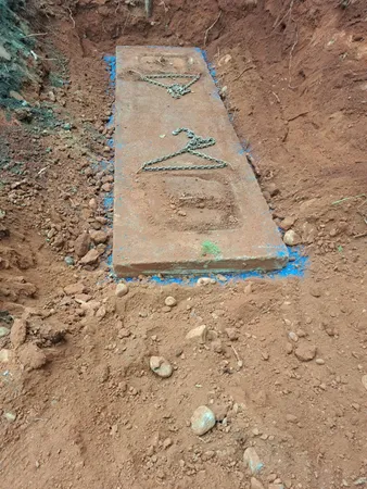 a view of a forest with trees