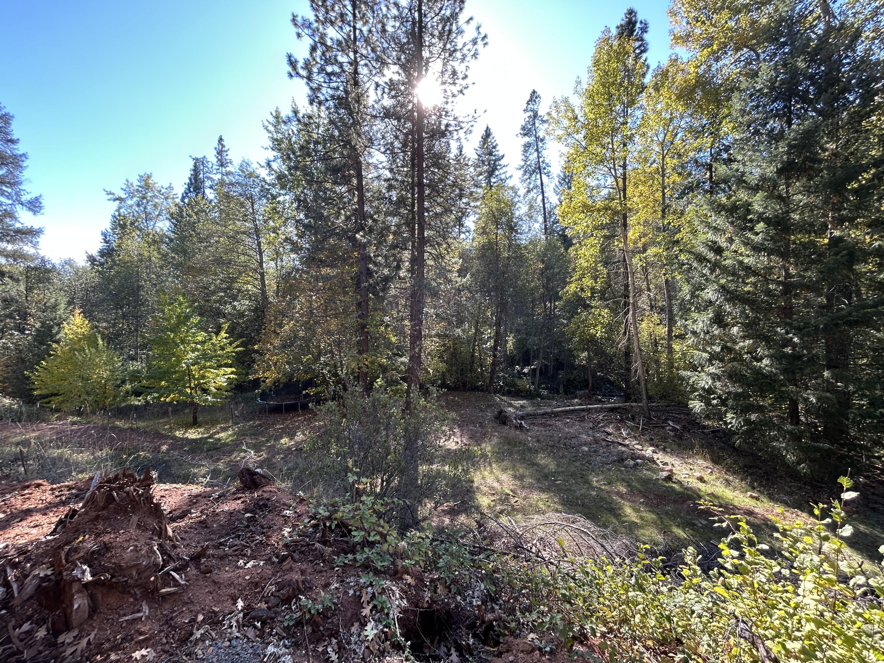 30 Bear Canyon Road Lewiston, CA 96052 - Photo 50 of 64 a view of a forest with trees