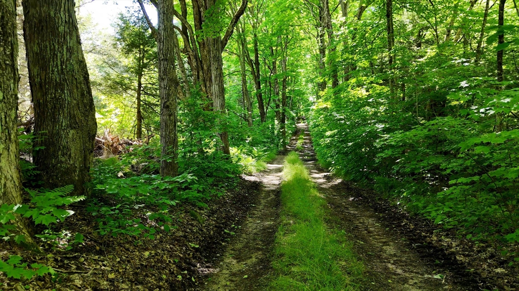 0 Brooks Pond Road Spencer, MA 01562 - Photo 16 of 16 a view of a lush green forest