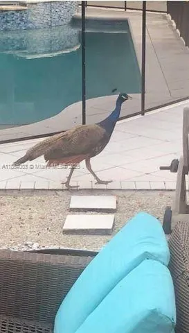 a view of backyard with potted plants and a large tree