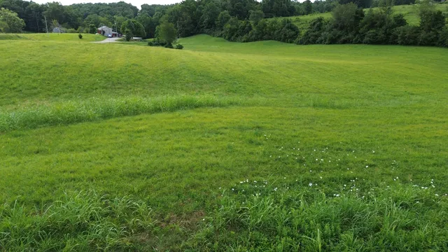 a view of a green field with plants
