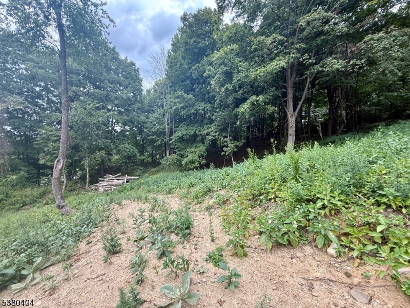 111 Munsonhurst Road Franklin, NJ 07416 - Photo 11 of 16 a big yard with lots of green space and trees