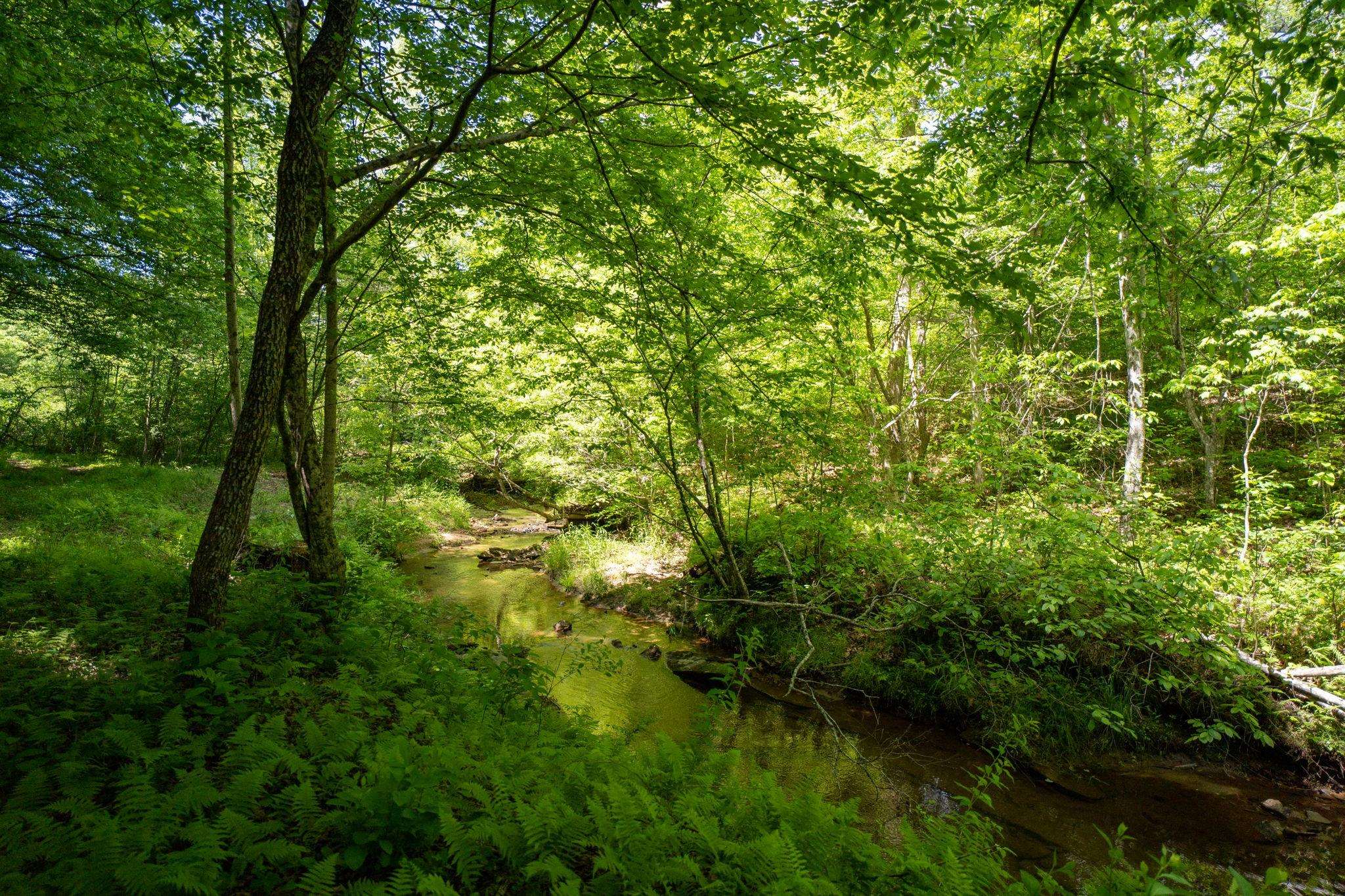 Lot 4 Green Creek Road Schuyler, VA 22969 - Photo 5 of 16 a backyard of a house with lots of green space