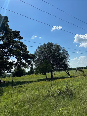 a view of a garden with a tree