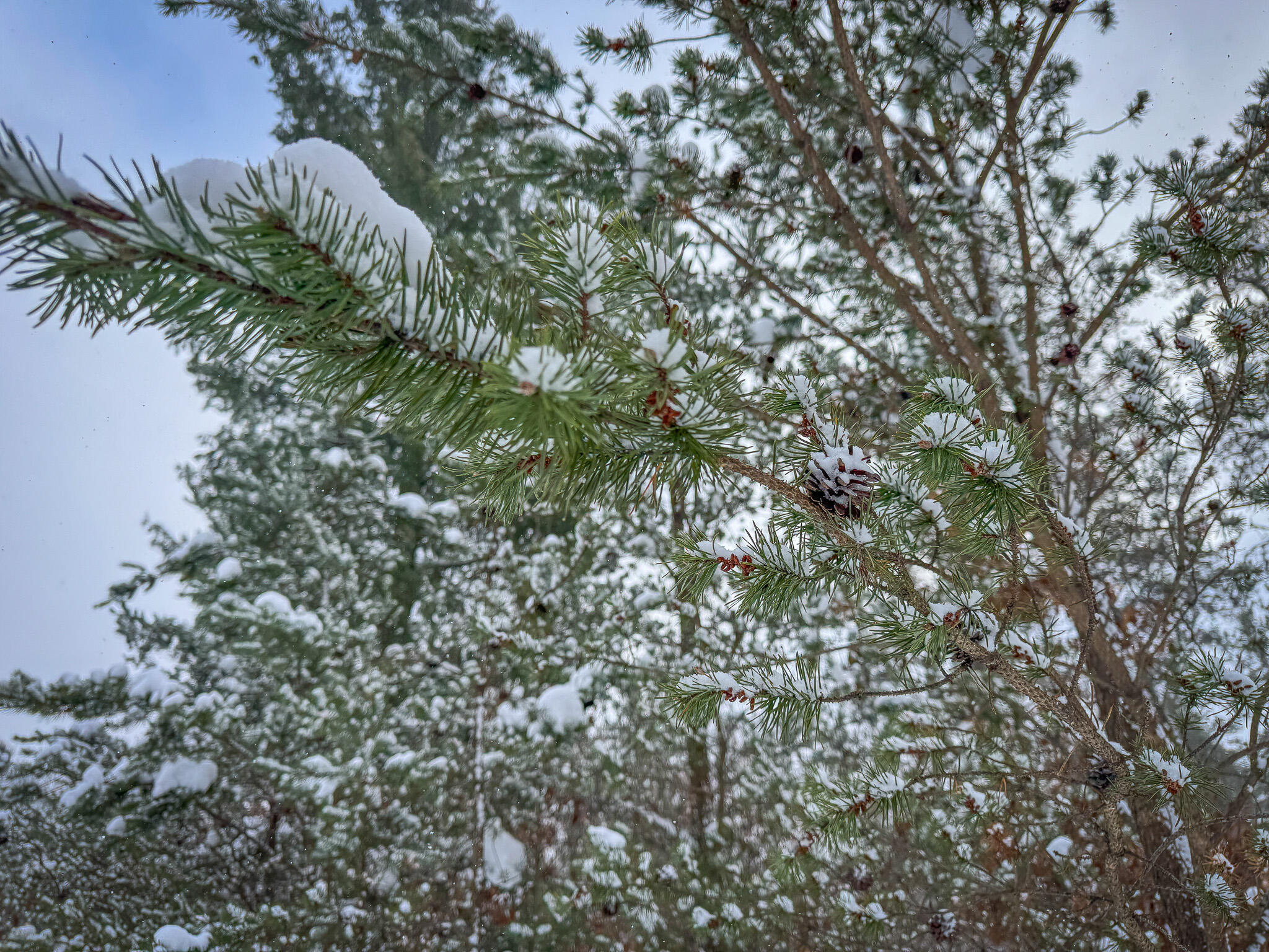 V/l Rybicki Road Free Soil, MI 49411 - Photo 18 of 27 IMG_5209