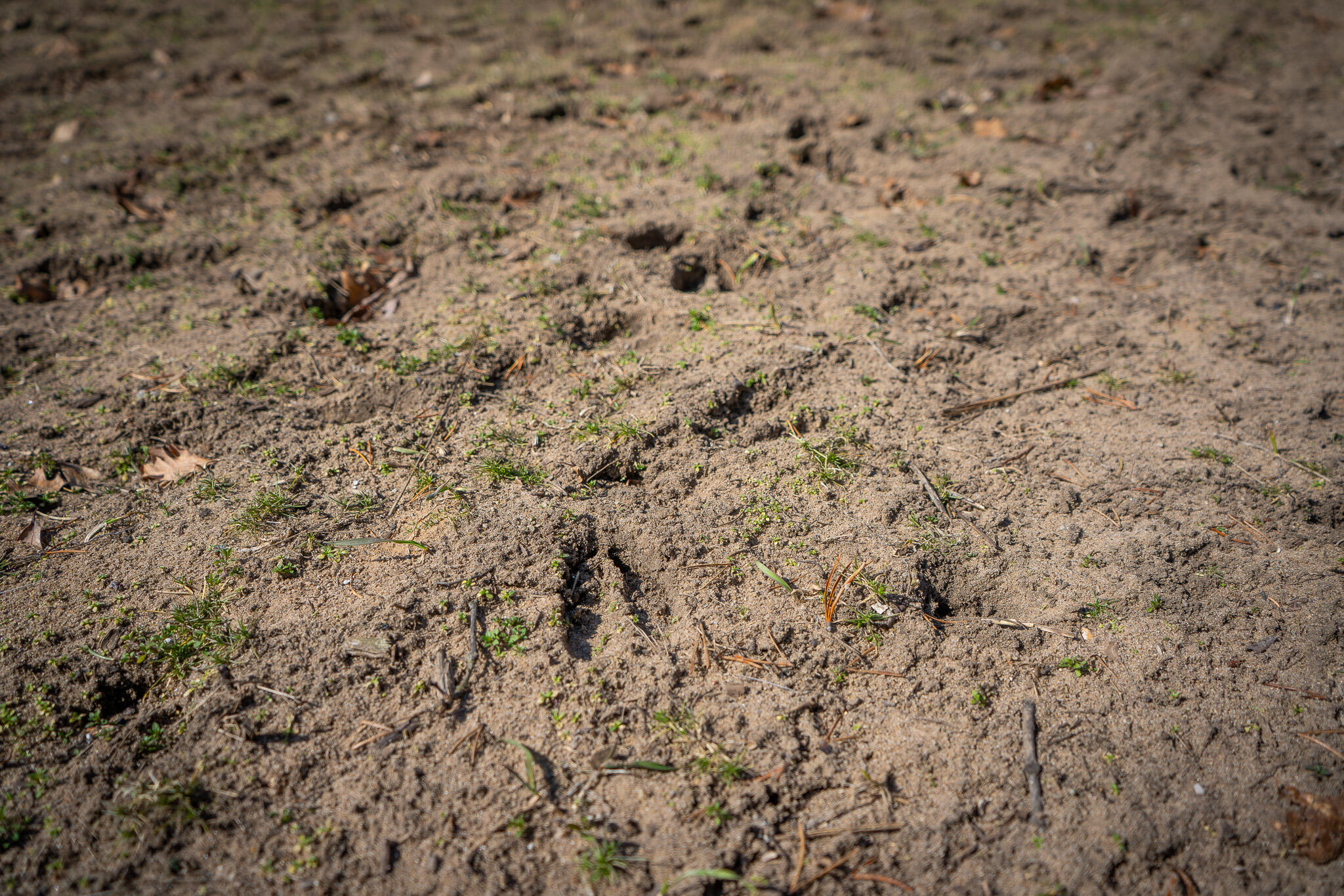 V/l Rybicki Road Free Soil, MI 49411 - Photo 21 of 51 DSC07910