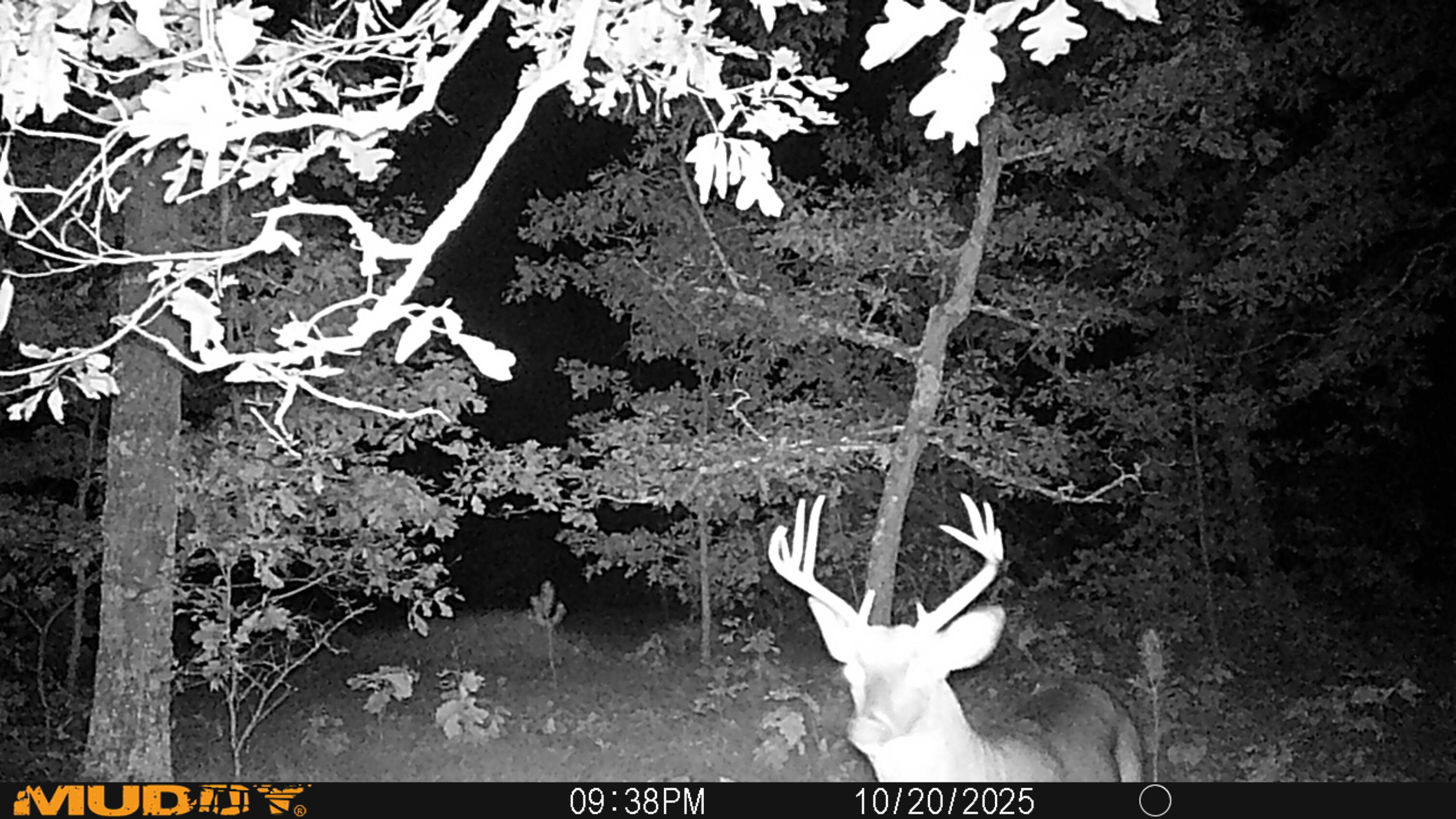 V/l Rybicki Road Free Soil, MI 49411 - Photo 23 of 27 MUD_0016