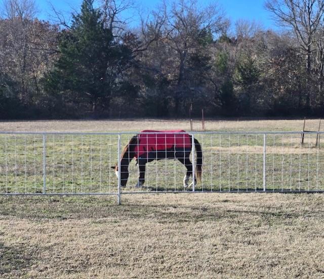254 Jackson Road Whitewright, TX 75491 - Photo 5 of 40 Pasture fenced in for livestock