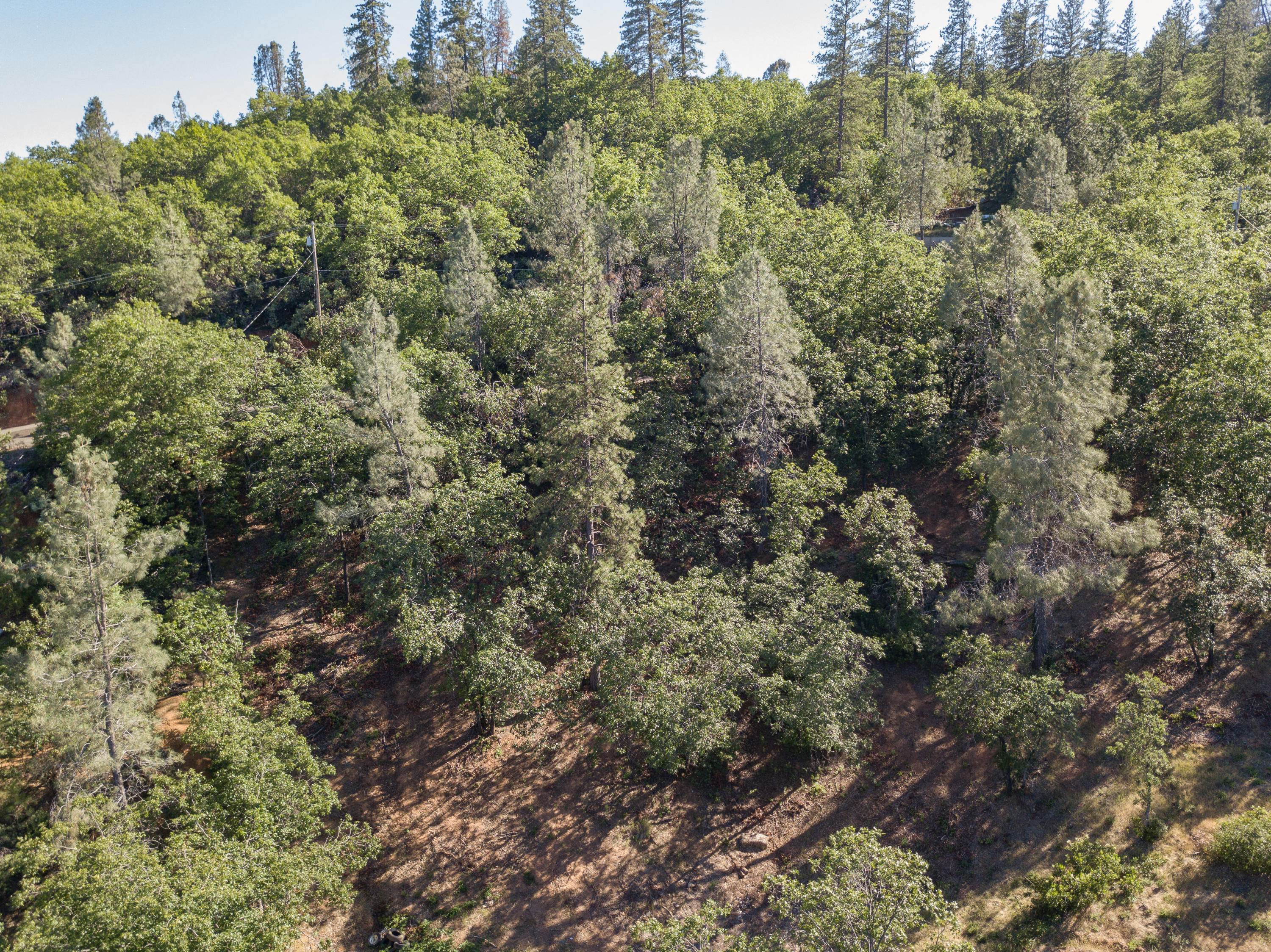 Homer Redding, CA 96001 - Photo 13 of 16 a view of a forest with a street