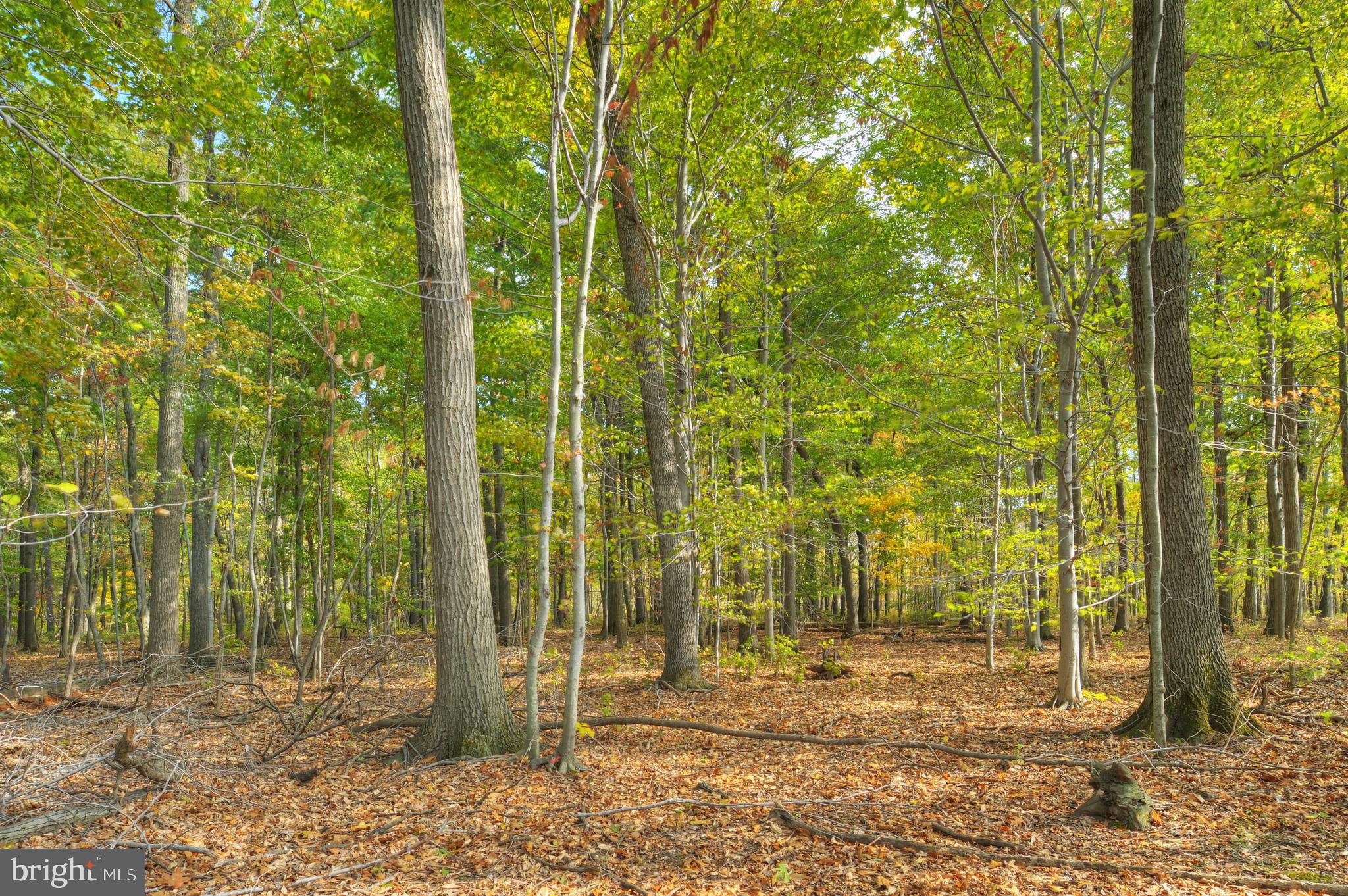 0 Mountain View Road Princeton, NJ 08540 - Photo 7 of 7 a view of a backyard with potted plants and large tree