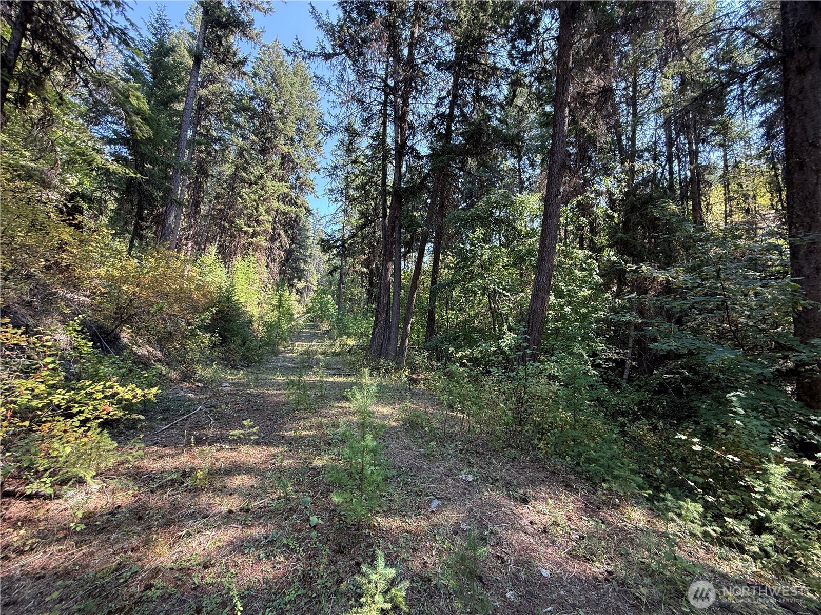 167 Excelsior Way Curlew, WA 99118 - Photo 28 of 37 a view of a forest with trees in the background