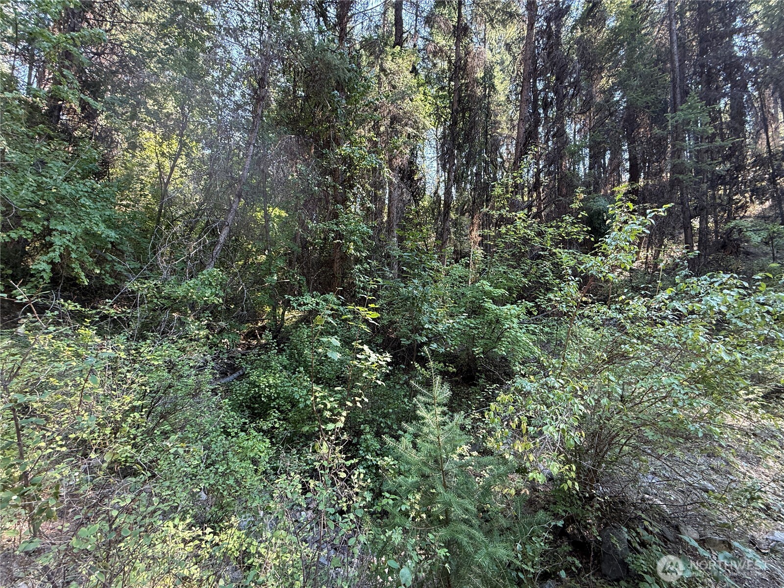 167 Excelsior Way Curlew, WA 99118 - Photo 29 of 37 a view of a forest with a tree