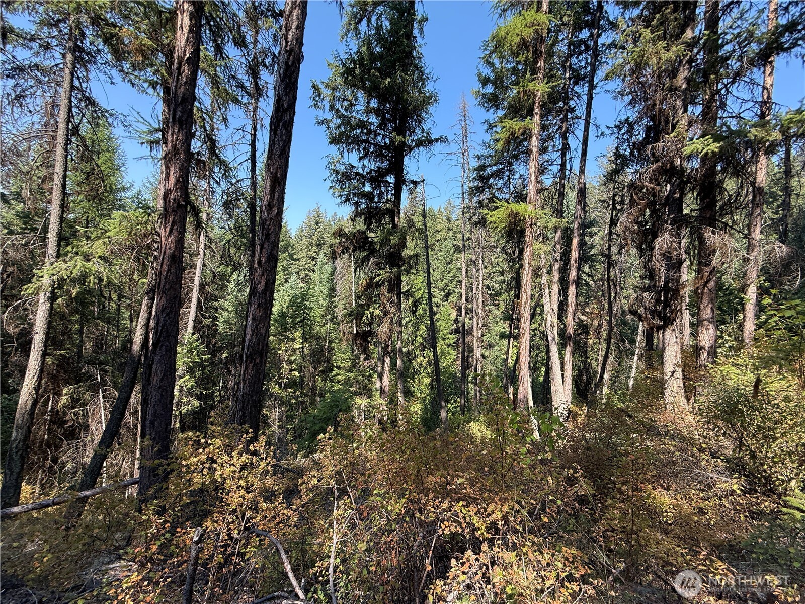 167 Excelsior Way Curlew, WA 99118 - Photo 35 of 37 a view of a large yard with lots of trees