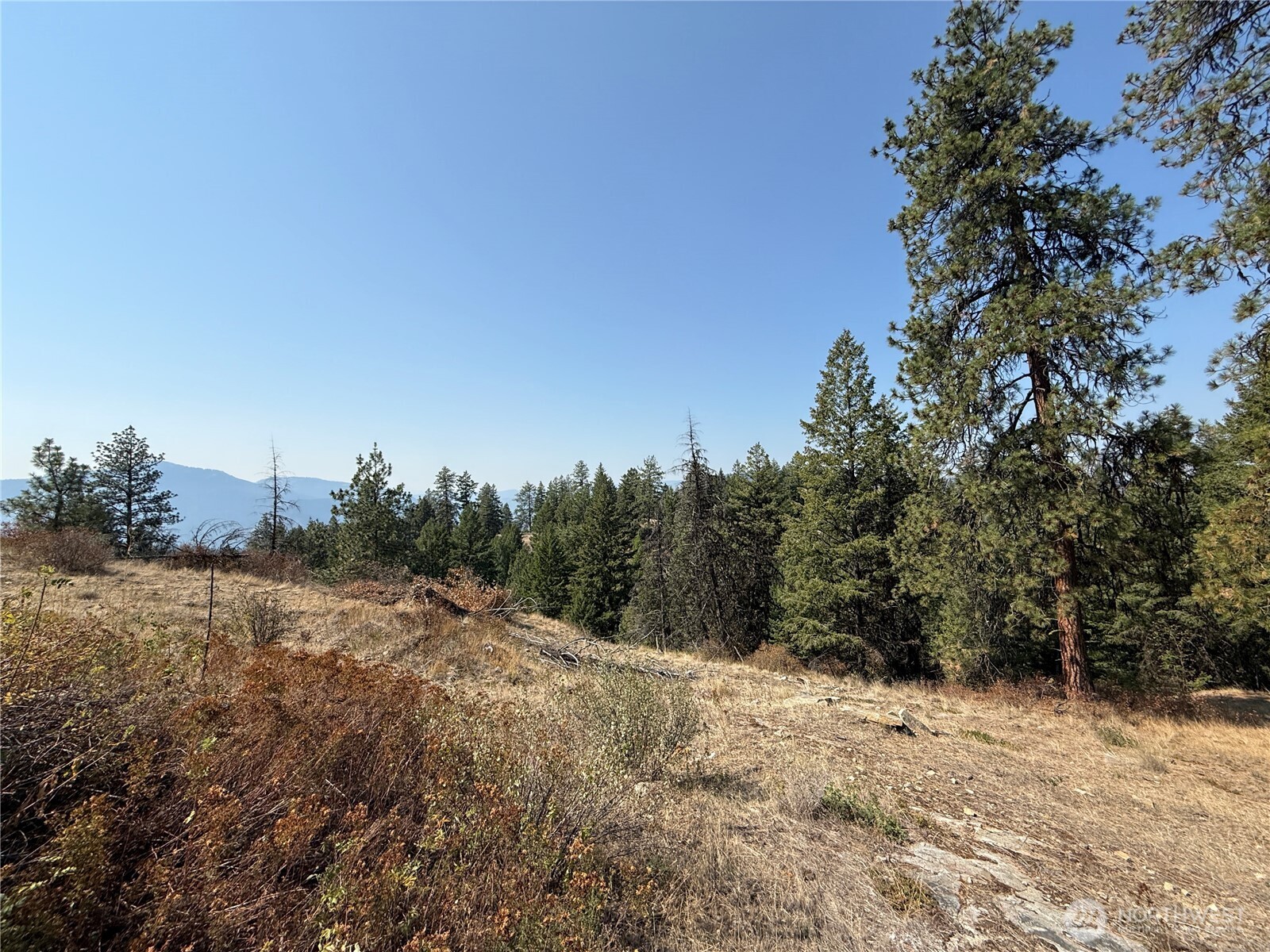 167 Excelsior Way Curlew, WA 99118 - Photo 36 of 37 a view of a dry yard with trees in the background