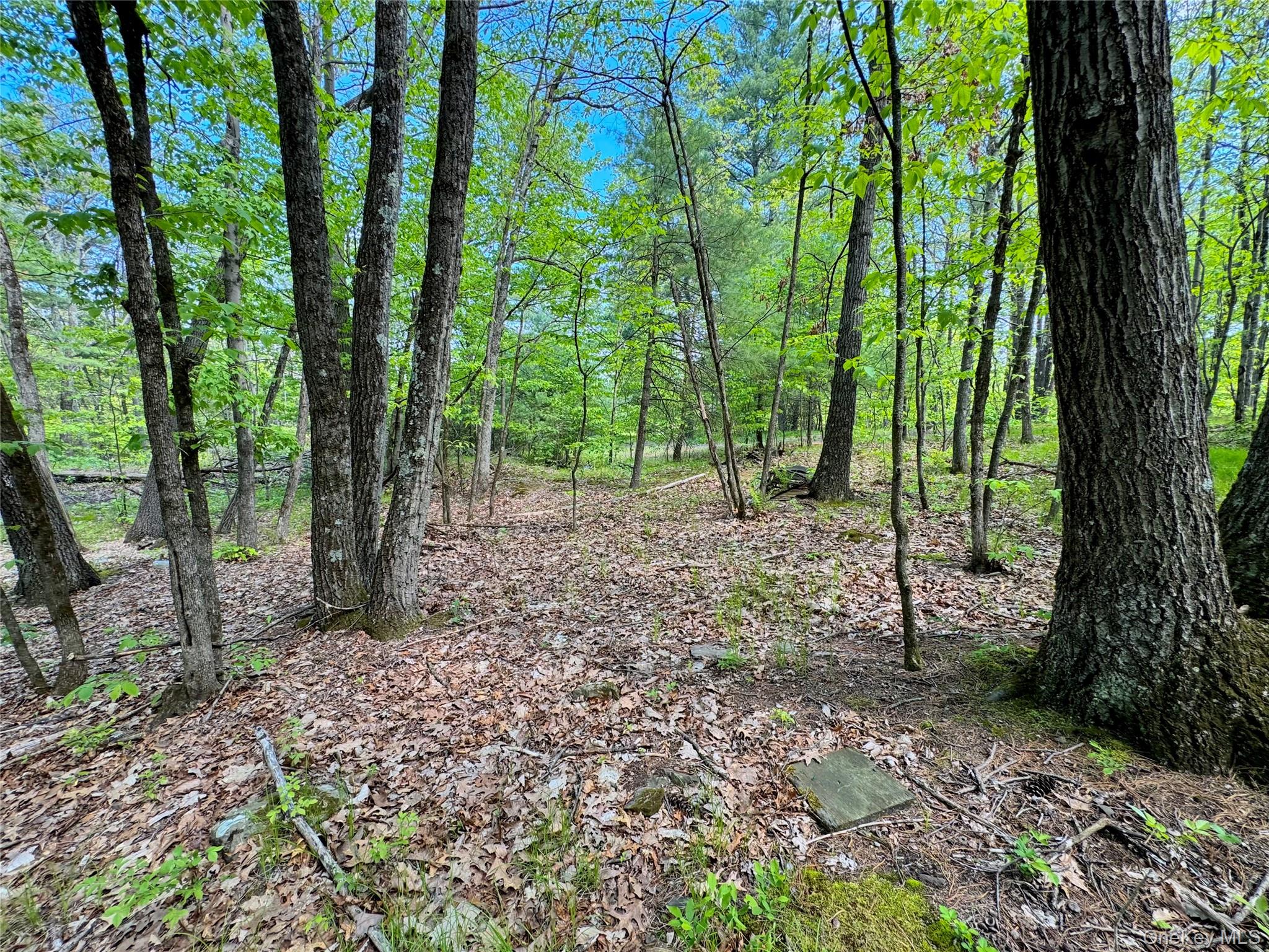 Tbd Bill Matter Road Climax, NY 12042 - Photo 14 of 19 a backyard of a house with lots of green space