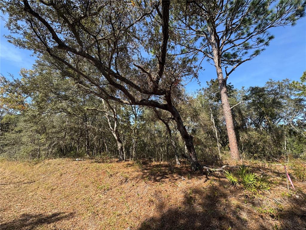 115 Southeast Place Road Ocklawaha, FL 32179 - Photo 1 of 8 a view of snow on a field