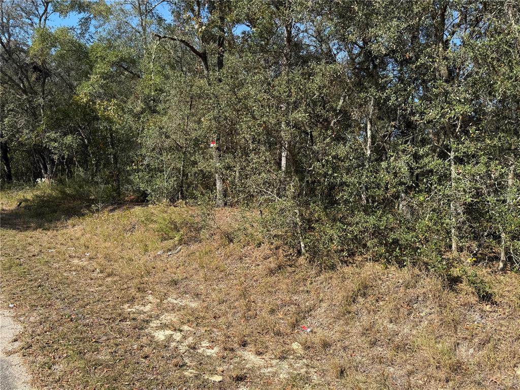 115 Southeast Place Road Ocklawaha, FL 32179 - Photo 4 of 8 a view of a yard