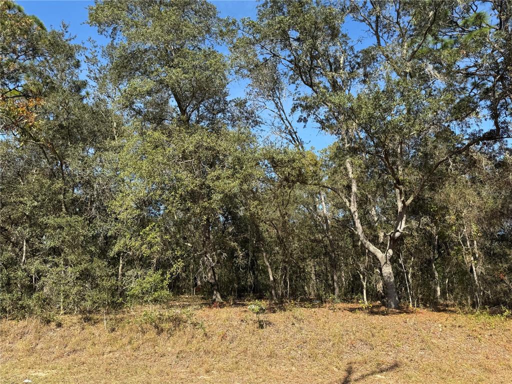115 Southeast Place Road Ocklawaha, FL 32179 - Photo 8 of 8 a view of snow covered with trees