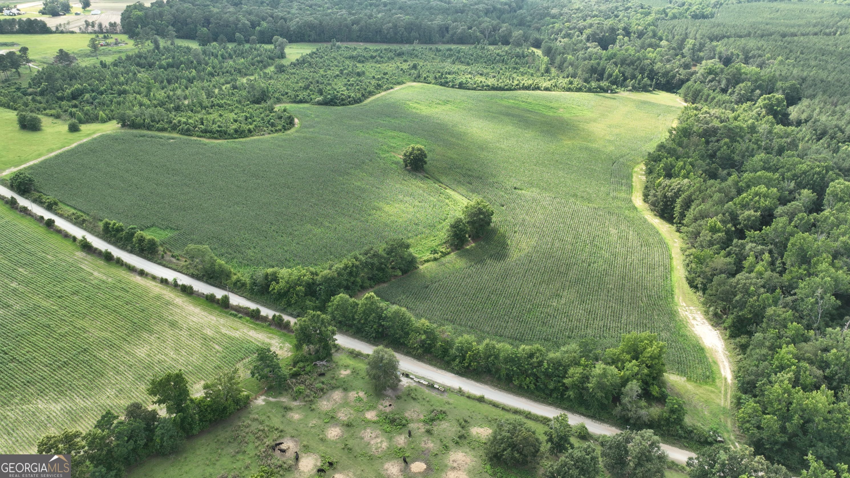 0 Ben Hadden Road Stapleton, GA 30823 - Photo 1 of 6