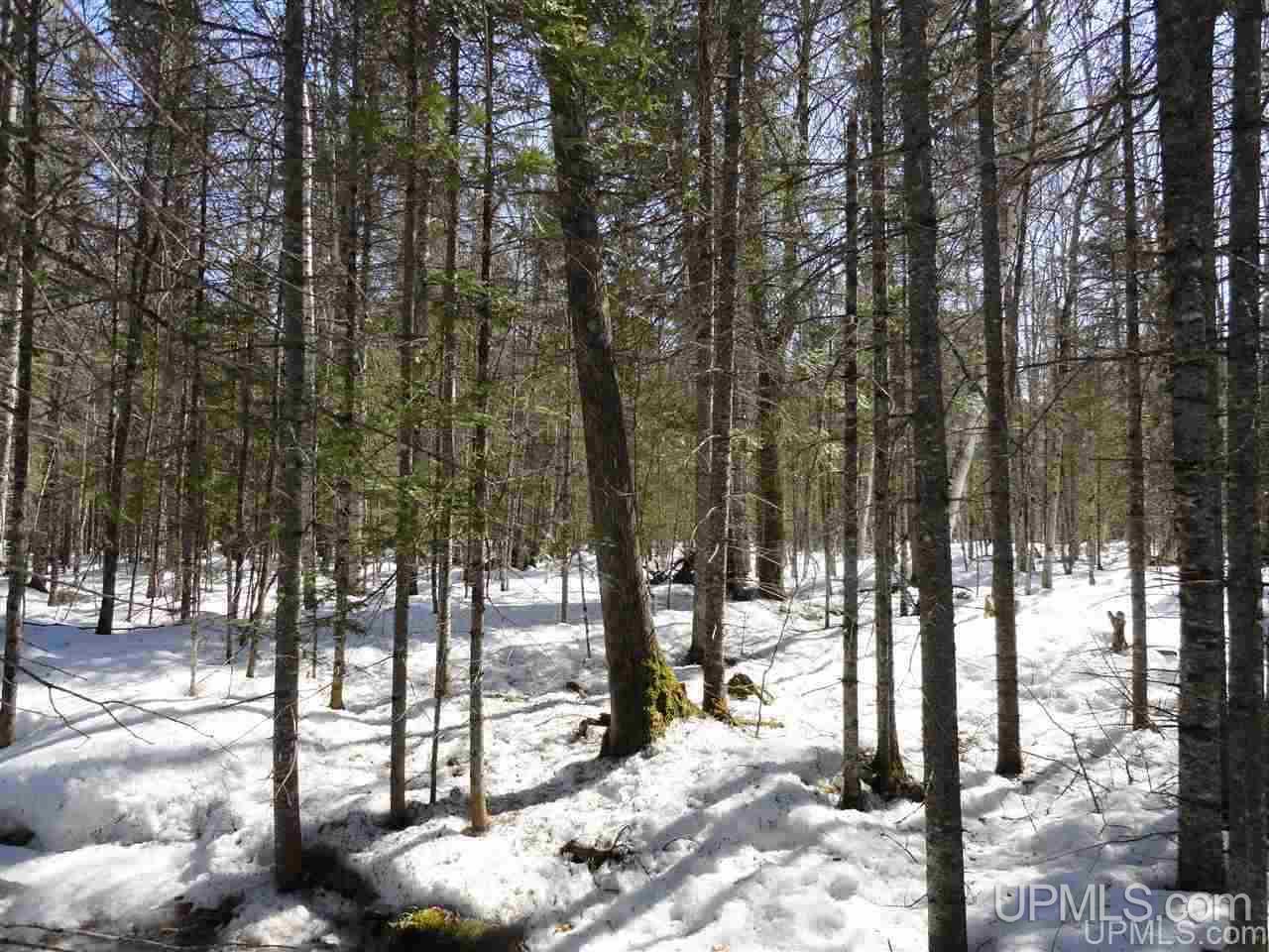 240-acres Leek Road Covington, MI 49919 - Photo 31 of 50