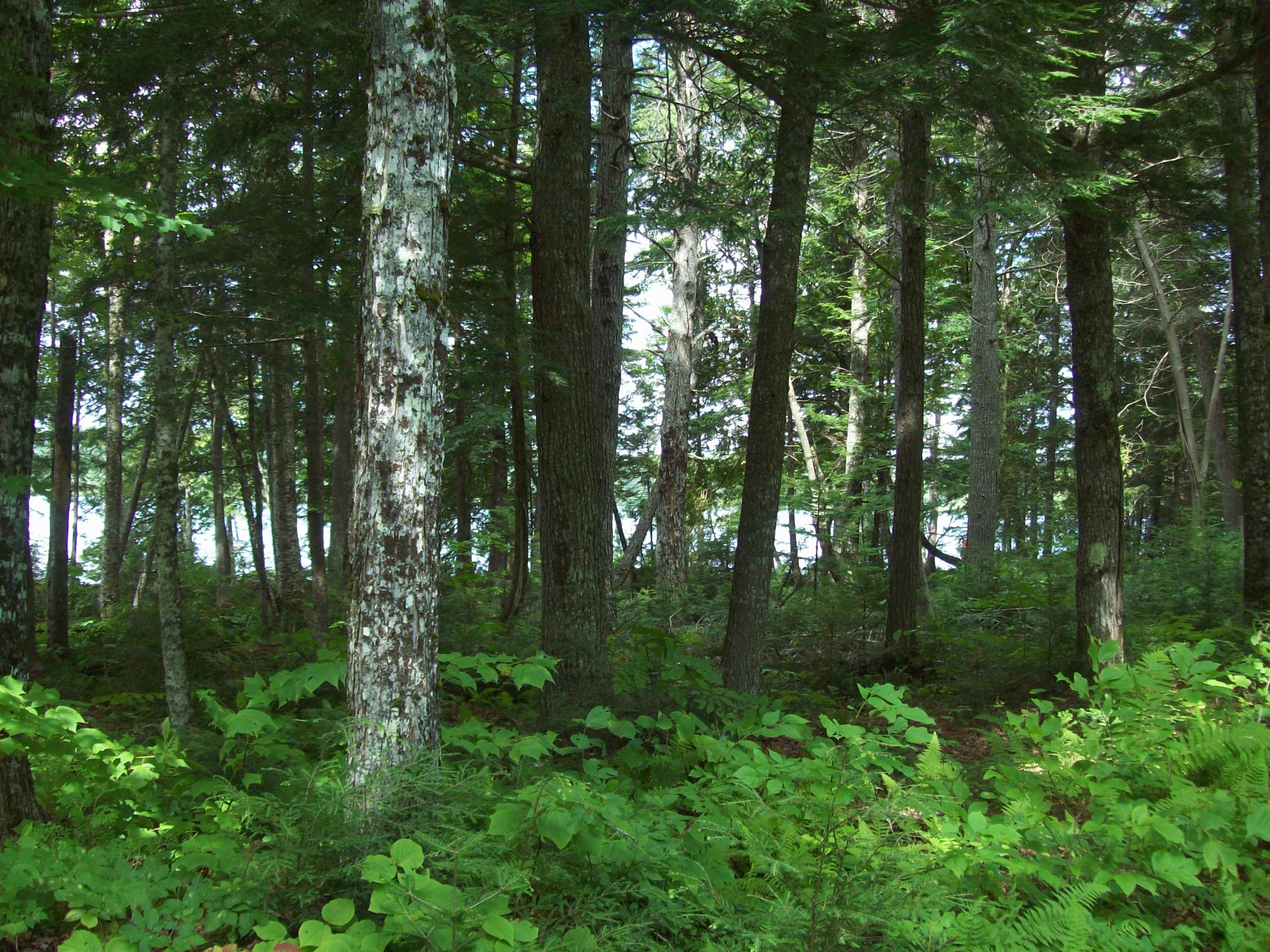 Tbd Stevens Road Carroll Plt, ME 04487 - Photo 13 of 19 100_0521