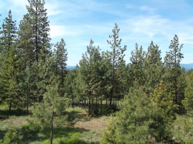 5964 Turk Road Fruitland, WA 99129 - Photo 14 of 19 Gallery Image 14