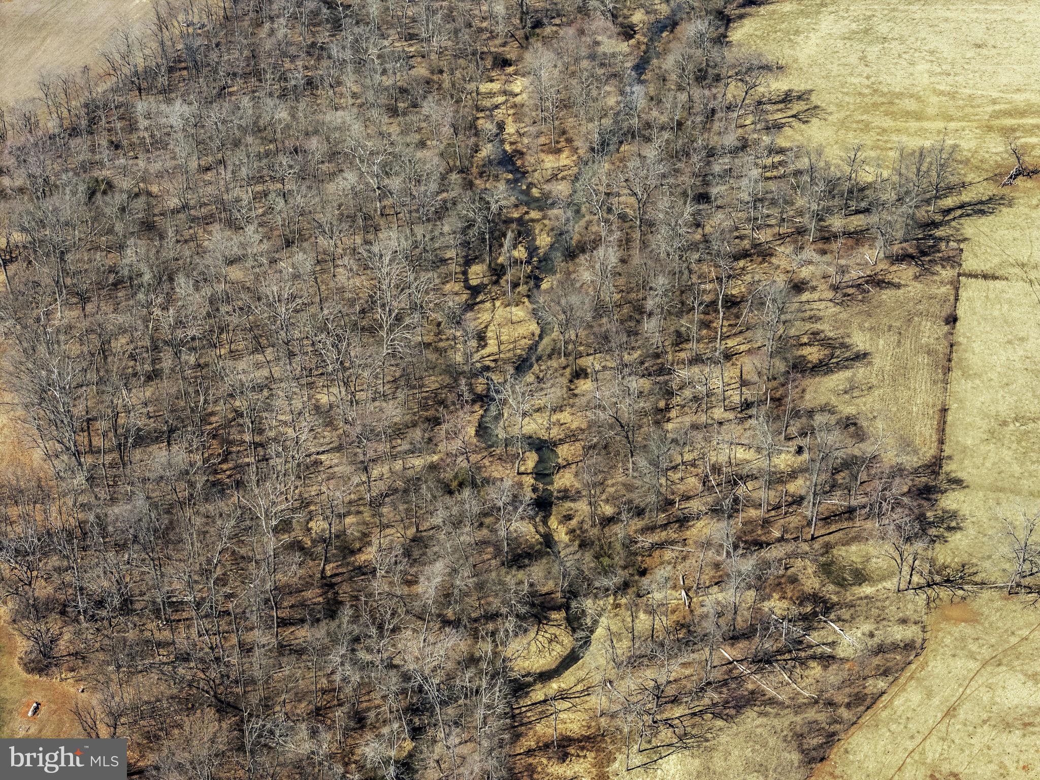 Old Tavern Road The Plains, VA 20198 - Photo 6 of 26 a close up of a plant